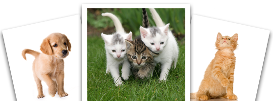 Riverside Veterinary Hospital Pc Veterinarians In Elizabeth Pa Home
