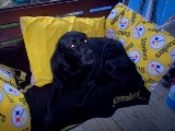 Adina Loves Her Steelers