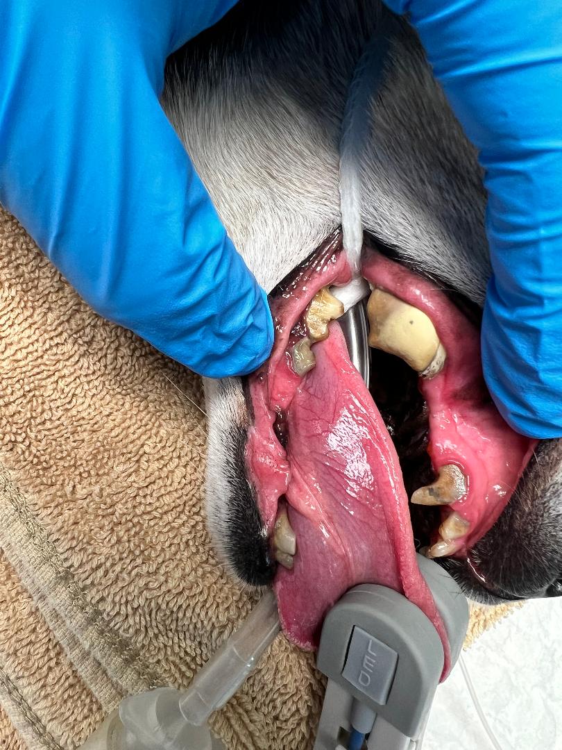 before dental