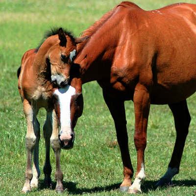 Mare and foal