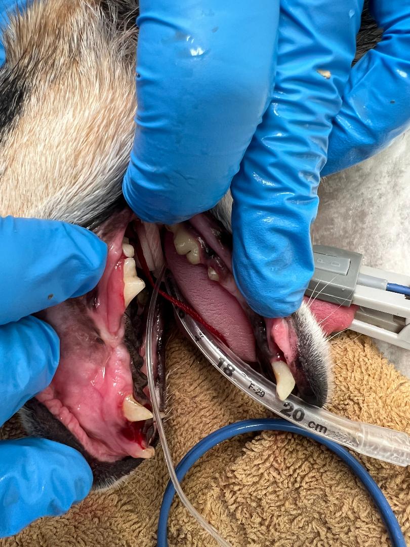 after dental